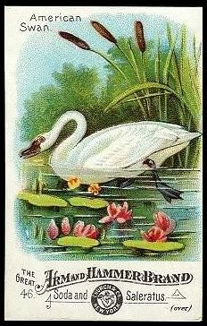46 American Swan